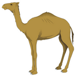 Camel min
