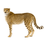 Cheetah min