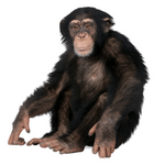 Chimpanzee min