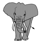 Elephant min 1