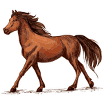 Feral Horse min