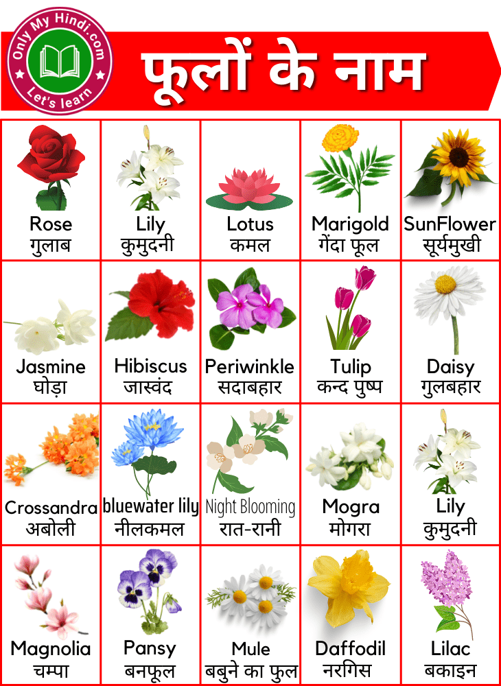 flowers name in hindi english फूलों के नाम