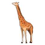 Giraffe min