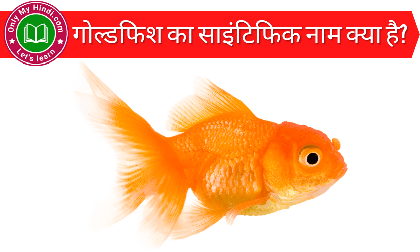 Goldfish Ka Scientific Naam Kya Hai | गोल्डफिश का साइंटिफिक नाम क्या है?