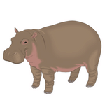 Hippopotamus min