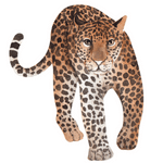Leopard min