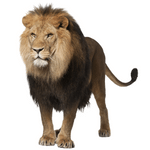 Lion min