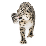 Snow Leopard min