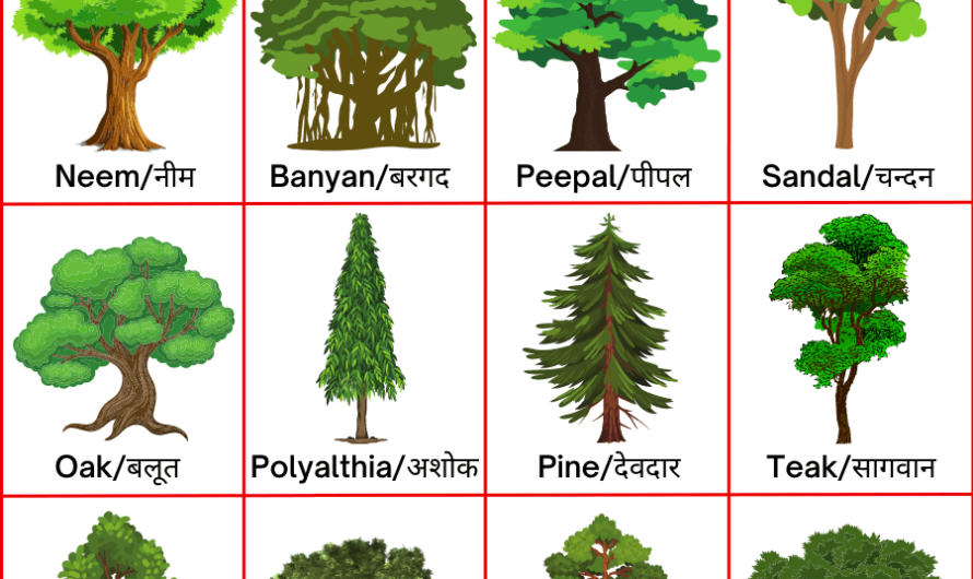 Trees Name in Hindi and English | पेड़ों के नाम हिंदी इंग्लिश में