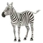 Zebra min