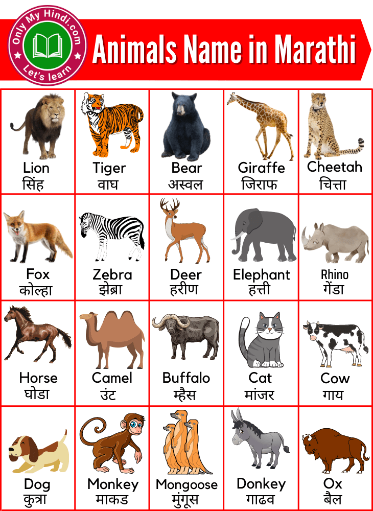 50 Animals Name in Marathi | प्राण्यांची नावे मराठीमध्ये » Onlymyhindi