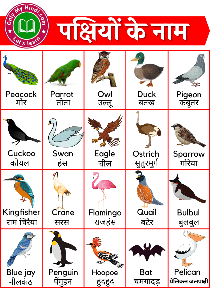 Birds Name in Hindi and English | पक्षियों के नाम हिंदी और इंग्लिश में