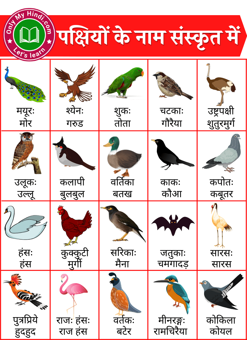 पक्षियों के नाम संस्कृत में | Birds Name in Sanskrit