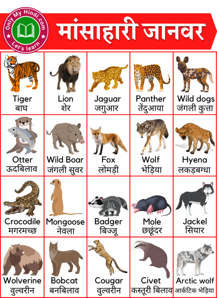 carnivorous animals name in hindi english