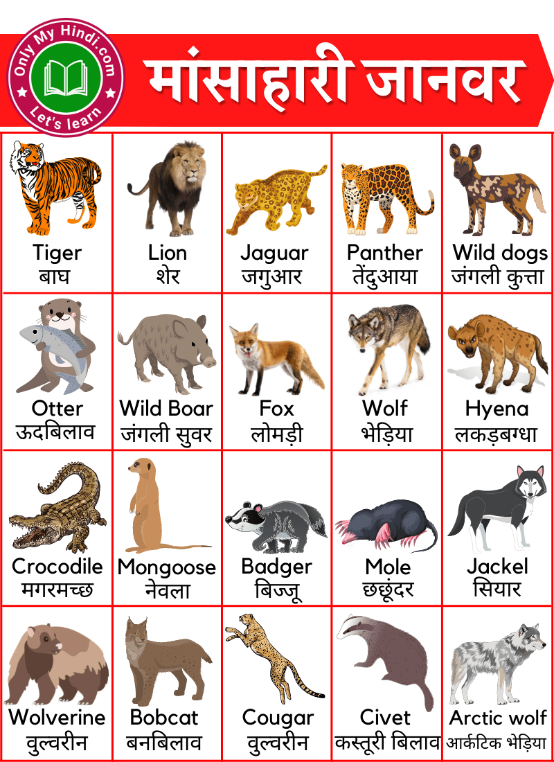 मांसाहारी जानवरों के नाम | Carnivorous Animals Name in Hindi English