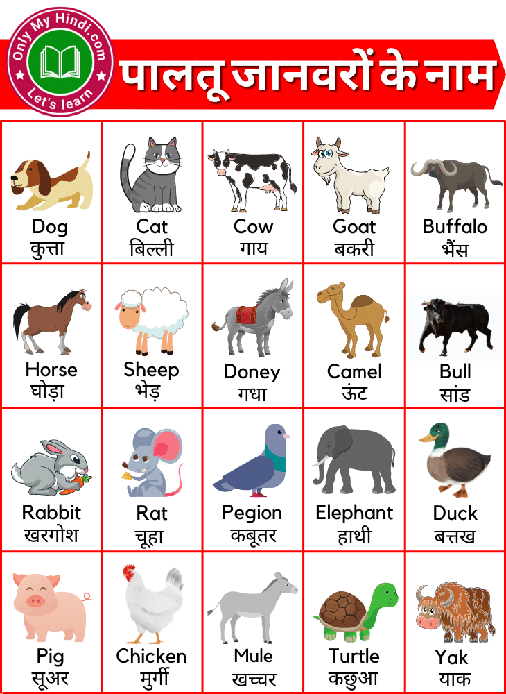 पालतू जानवर के नाम (Domestic Animal Names in Hindi and English)