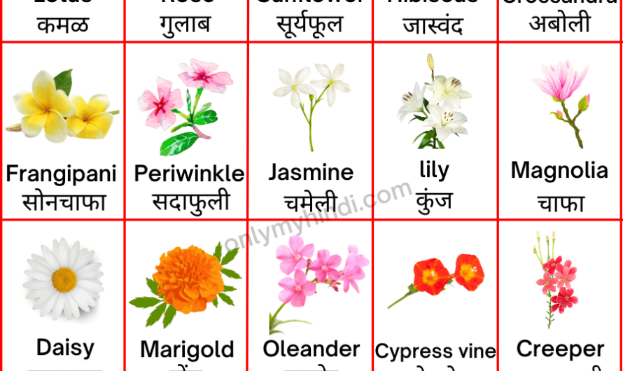 20+ Flowers Name in Marathi | फुलांची नावे मराठी व इंग्रजी मध्ये