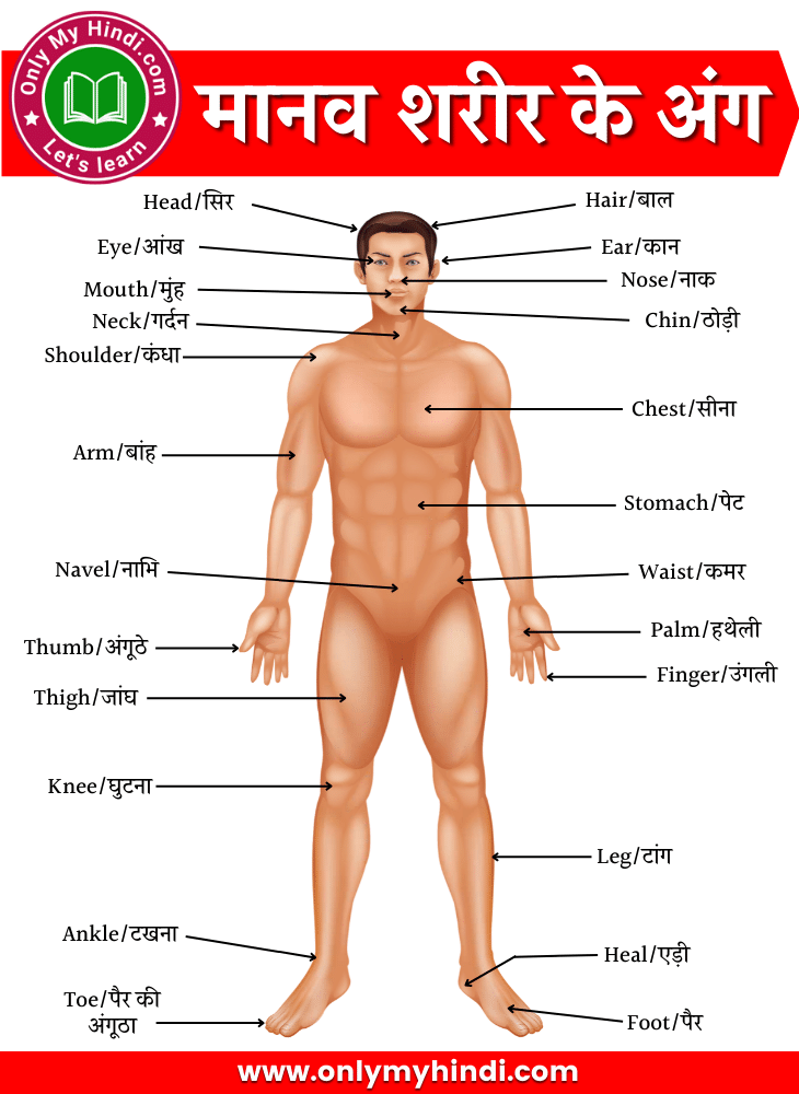 human body parts name in english hindi मानव शरीर के अंगो के नाम 