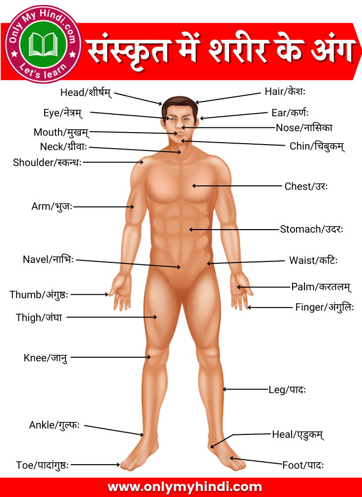Human Body Parts Name in Sanskrit (शरीर के अंगों के नाम संस्कृत में)