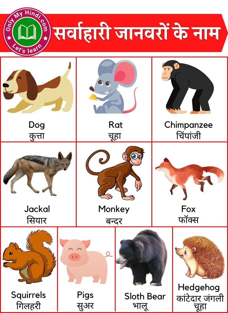 omnivorous animals name in hindi english