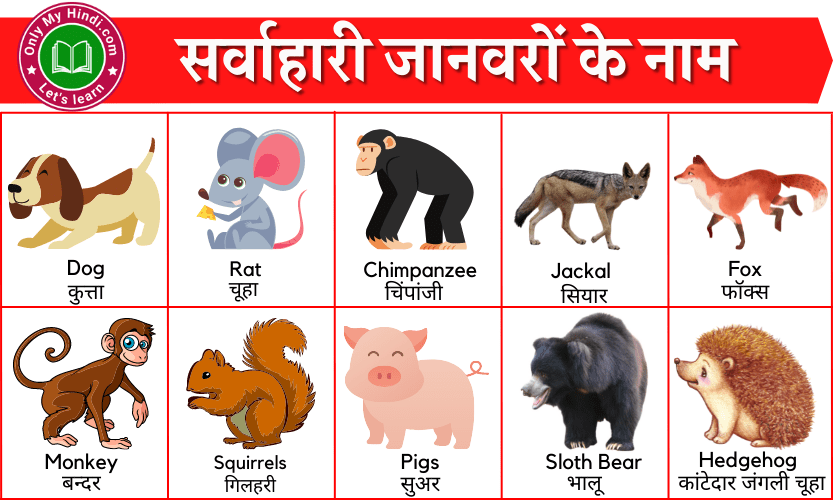20+ Omnivorous Animals Name in Hindi| सर्वाहारी जानवरों के नाम